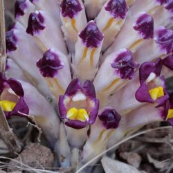 Cistanche violacea