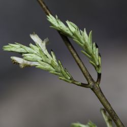 Nothobartsia asperrima