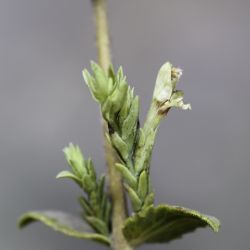 Nothobartsia asperrima