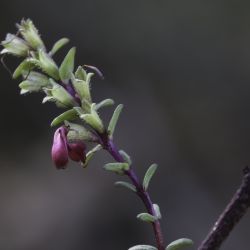 Orobanchaceae