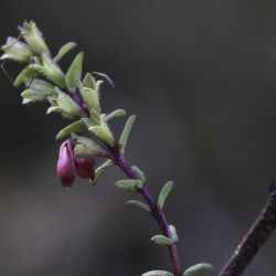 Odontites bolligeri