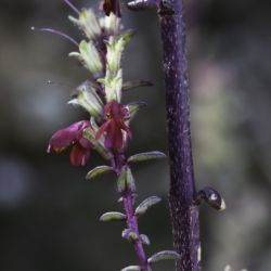 Odontites bolligeri