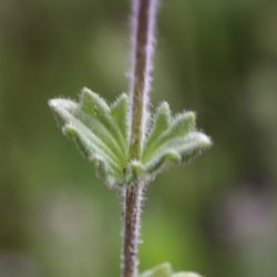 Parentucellia latifolia