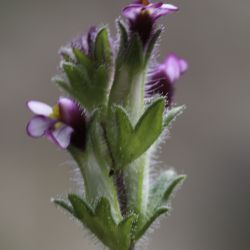 Parentucellia latifolia