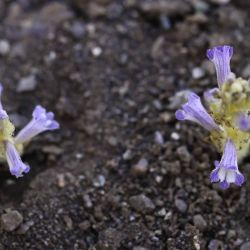 Phelipanche mutelii