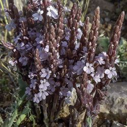 Striga barthlottii