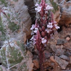 Striga barthlottii