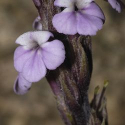 Striga barthlottii