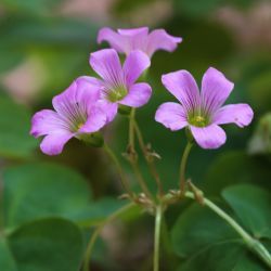 Oxalis debilis