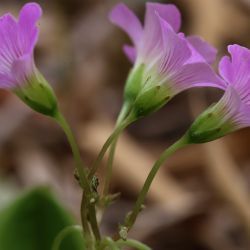 Oxalidaceae