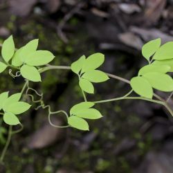 Ceratocapnos heterocarpa