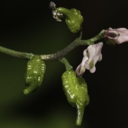 Ceratocapnos heterocarpa
