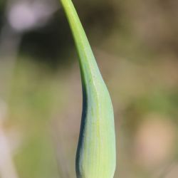 Eschscholzia californica