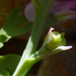 Fumaria rupestris subsp. rupestris
