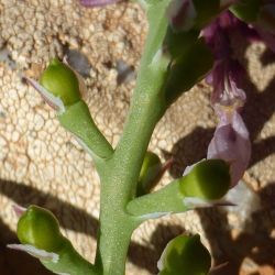 Fumaria rupestris subsp. rupestris