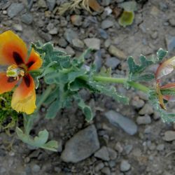 Glaucium corniculatum subsp. corniculatum