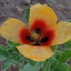 Glaucium corniculatum subsp. corniculatum