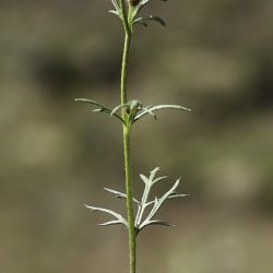 Papaver hybridum