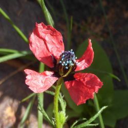 Papaver hybridum