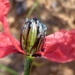 Papaver hybridum