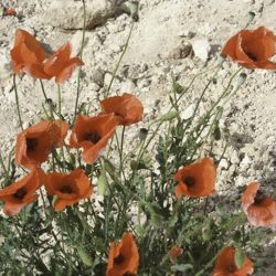 Papaver rhoeas