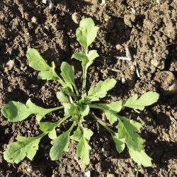 Papaver rhoeas