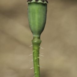 Papaver rhoeas