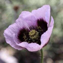 Papaver somniferum subsp. setigerum