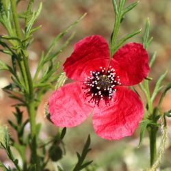 Papaveraceae