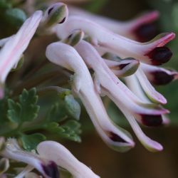 Rupicapnos africana