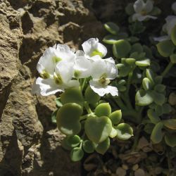 Sarcocapnos crassifolia