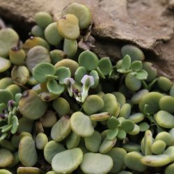 Sarcocapnos crassifolia