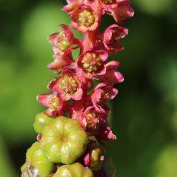 Phytolacca americana