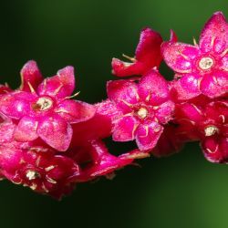 Phytolacca americana