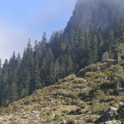 Abies maroccana