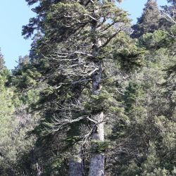 Abies maroccana