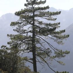 Abies maroccana