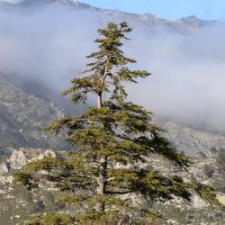Abies maroccana