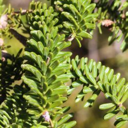Abies maroccana