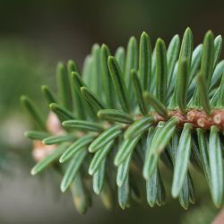 Abies maroccana