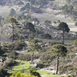 Pinus pinaster subsp. escarena