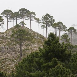 Pinus pinaster subsp. escarena