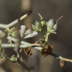 Acanthorrhinum ramosissimum
