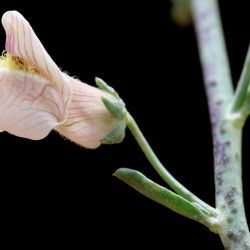 Acanthorrhinum ramosissimum