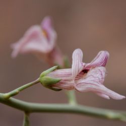 Acanthorrhinum ramosissimum