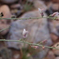 Acanthorrhinum ramosissimum