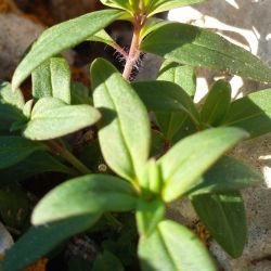 Antirrhinum cirrhigerum