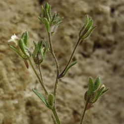 Chaenorhinum rubrifolium subsp. rubrifolium