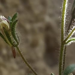 Chaenorhinum rubrifolium subsp. rubrifolium