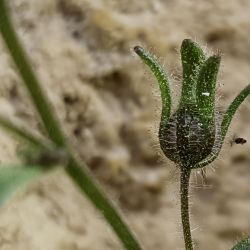 Chaenorhinum rubrifolium subsp. rubrifolium